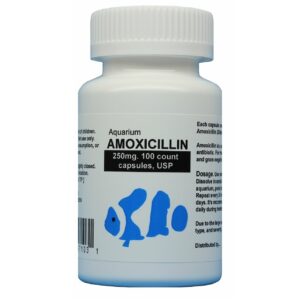 Amoxicillin (Fish Mox) 250MG - 100 Capsules