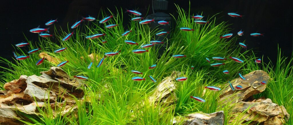 prevent diseases of the fish