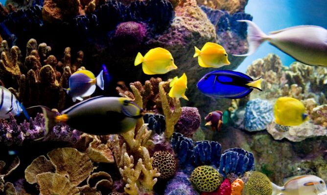 prevent diseases of the fish
